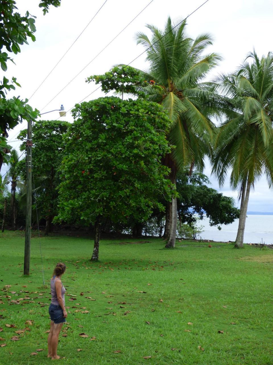 Corcovado Beach Lodge Puerto Jiménez Zewnętrze zdjęcie